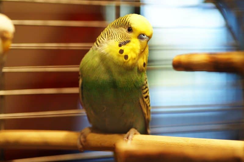 Happy Parakeet Behavior