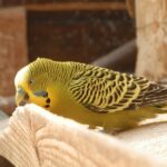 Do Parakeets Need Grit