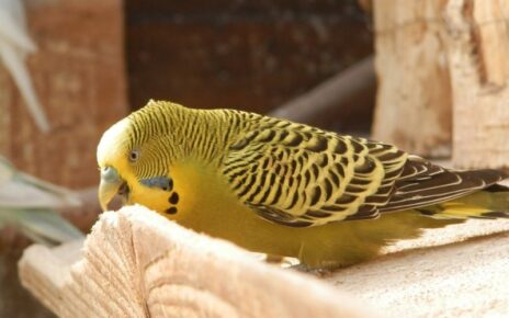 Do Parakeets Need Grit