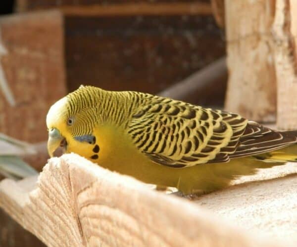 Do Parakeets Need Grit