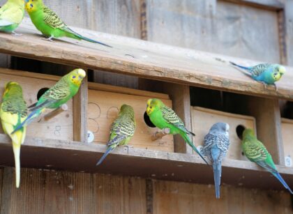 Do Parakeets Need a Nest to Sleep