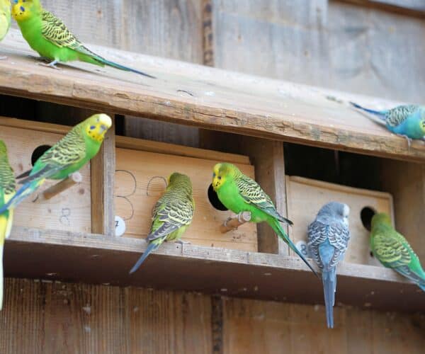 Do Parakeets Need a Nest to Sleep