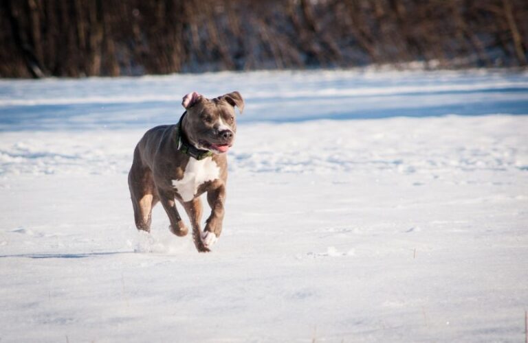 Do Pitbulls Need Coats in the Winter Best Winter Coats for Pitbulls