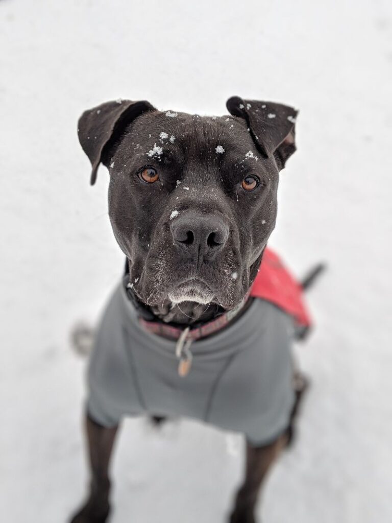 Do Pitbulls Need Coats In The Winter - Pitbull Wearing Coat