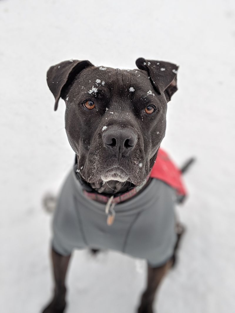 Do Pitbulls Need Coats in the Winter Best Winter Coats for Pitbulls
