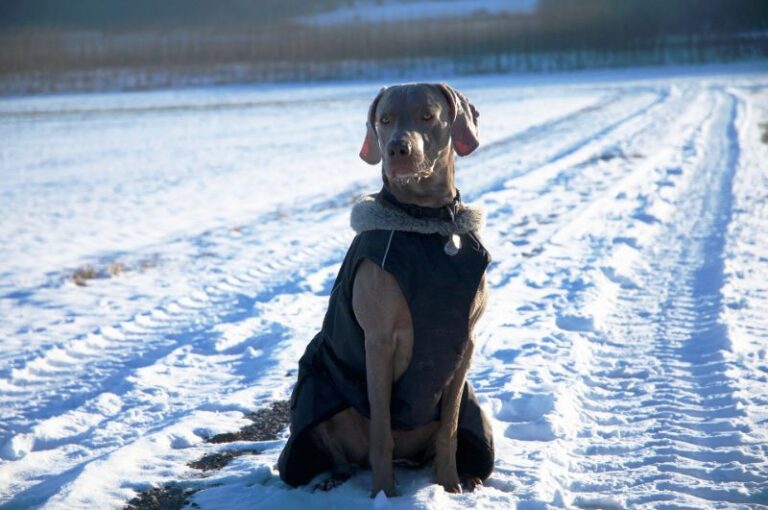 Do Weimaraners Need Winter Coats - Best Winter Coat for a Weimaraner ... - Winter Deshedding Tips For Weimaraners