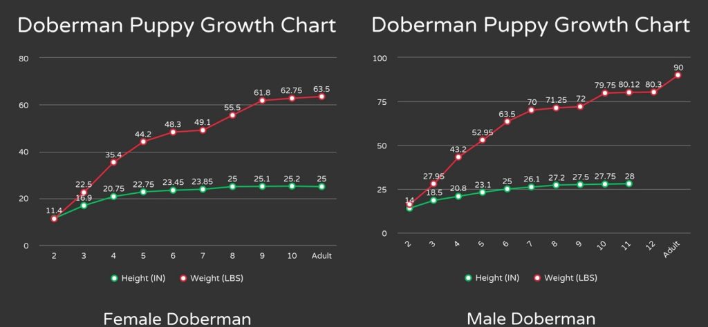 Doberman Puppy Growth Chart