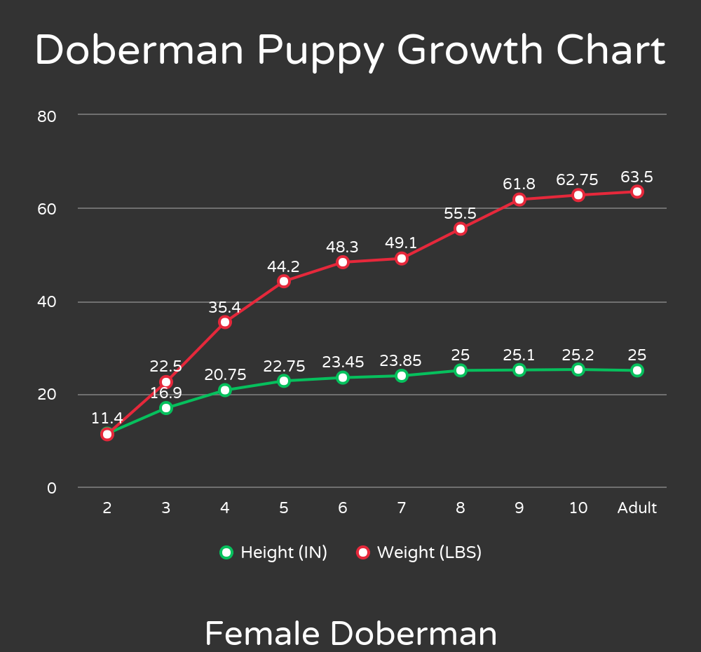 Doberman Growth Chart Female