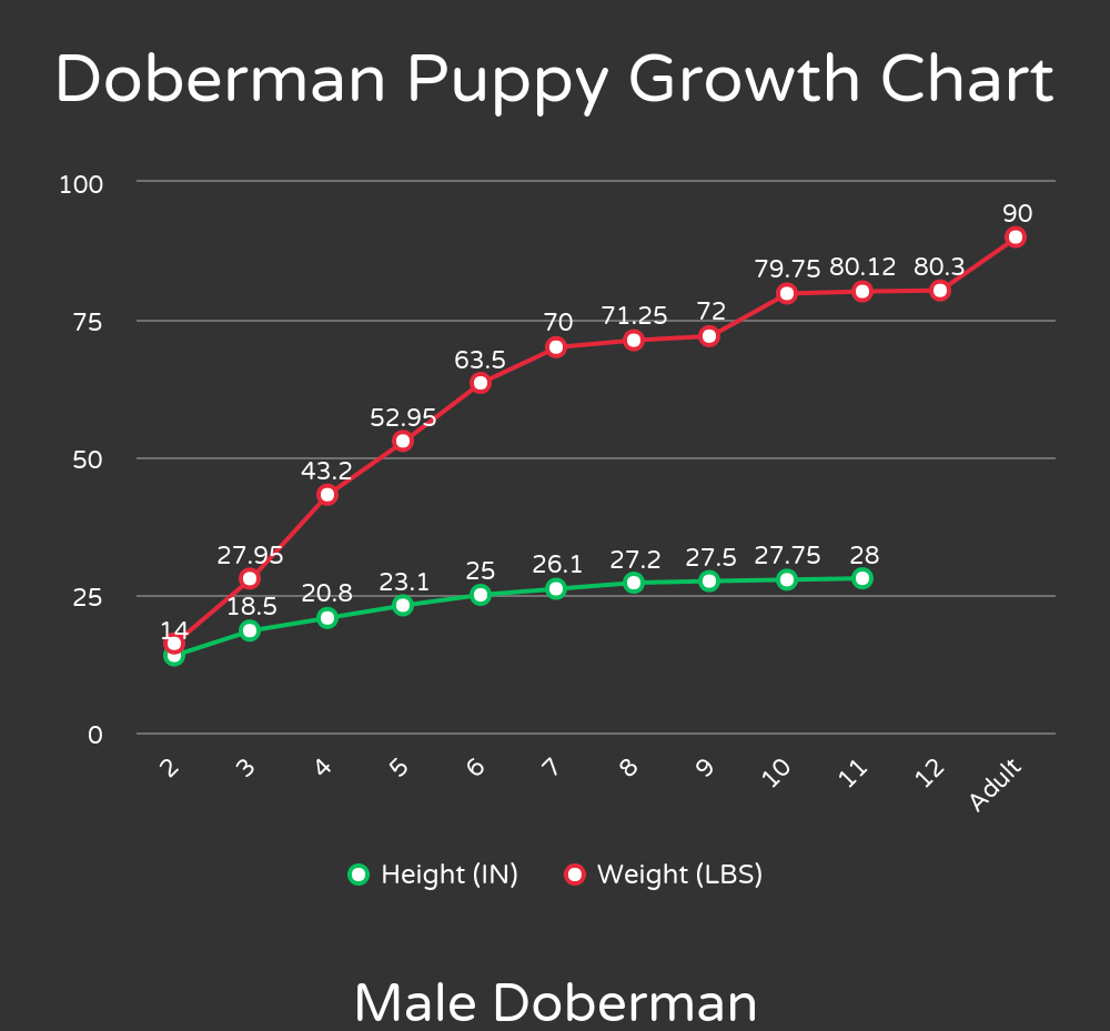 Doberman Puppy Growth Chart - Male