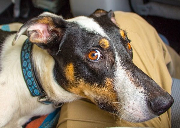 Dog Calming Pills Review