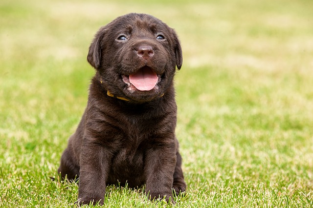 Cute Little puppy on grass