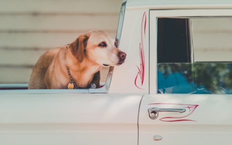 Dog Crate for Back of Truck