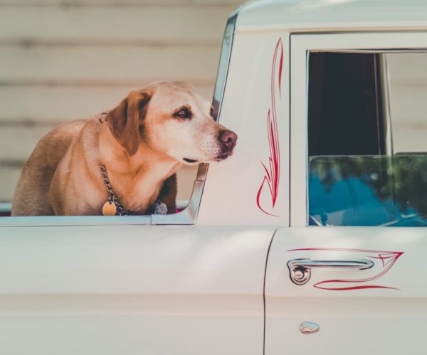 Dog Crate for Back of Truck