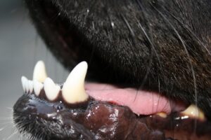 can you use baking soda to brush dogs teeth