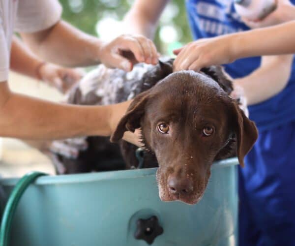 Dog Wash Tub for Home