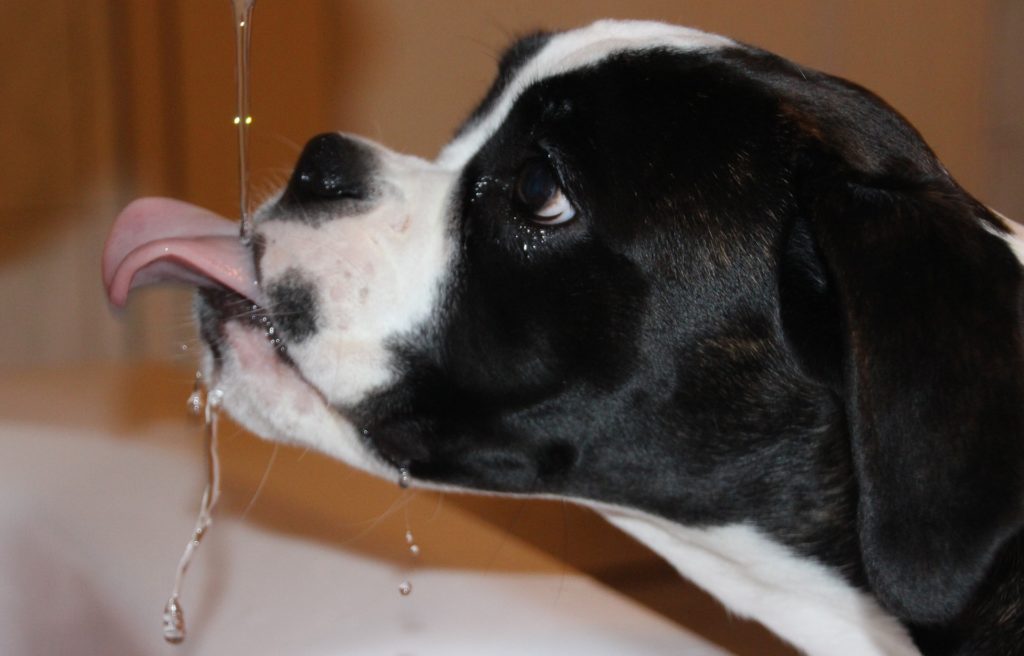 Dog Water Calculator
