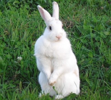 Florida White Rabbit - Most Which Breed of Rabbit is Most Child Friendly