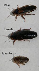 Dubia Roaches