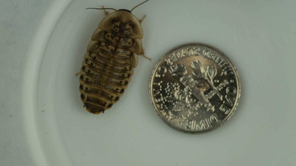 Dubia Roaches 200 Medium