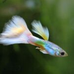Easiest Fish To Take Care Of for Beginners
