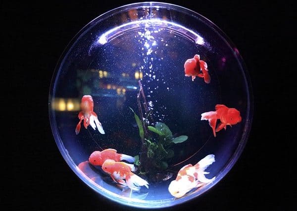 Easiest Fish to Care for in a Bowl