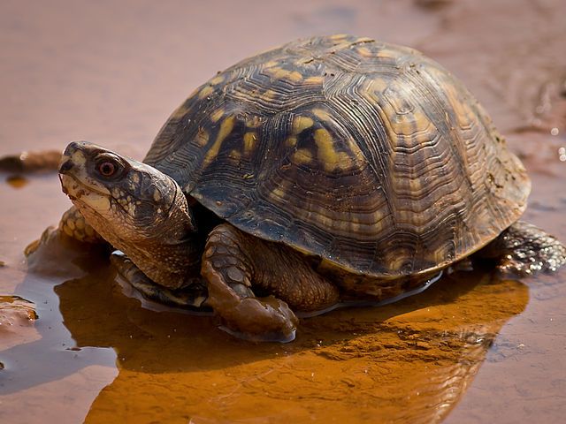 Box Turtles