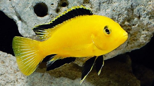 Electric Yellow Lab - Labidochromis caeruleus