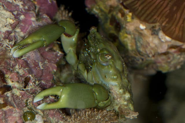 Emerald Crab - Mithrax sculptus