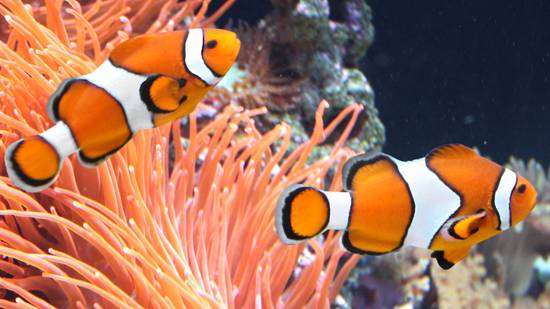 Best Saltwater Fish for 30 Gallon Tank  | False Percula Clownfish 