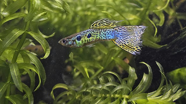 Fancy Guppy - Poecilia reticulata