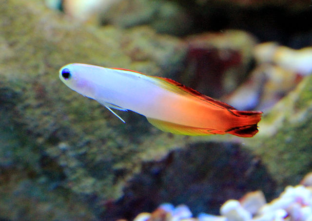 Best Saltwater Fish for 30 Gallon Tank | Firefish Goby