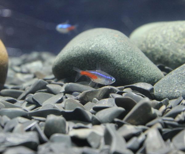 Fish Tank Gravel Calculator