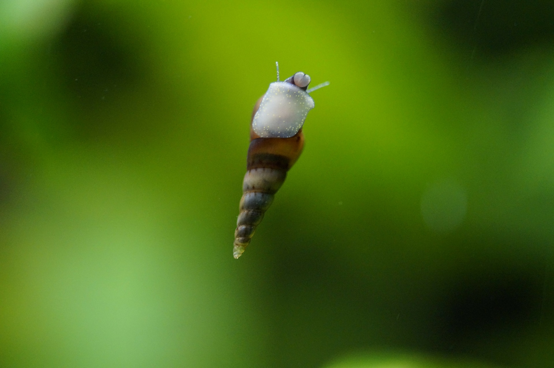 puffer fish eating snails