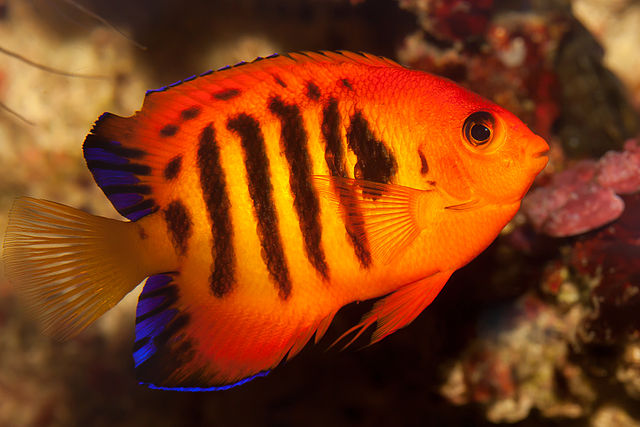 Best Saltwater Fish for 30 Gallon Tank | Flame Angel
