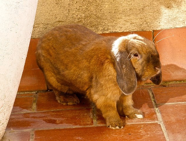 French-Lop-Rabbit - Most Which Breed of Rabbit is Most Child Friendly