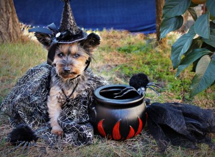 Funny Costumes for Small Dogs