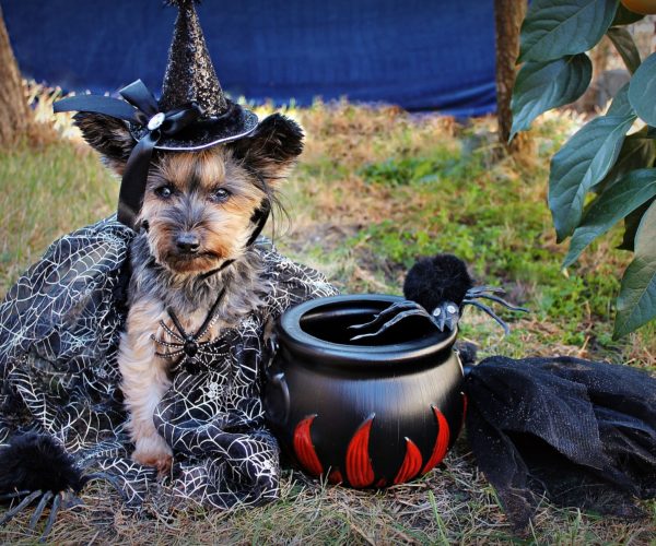 Funny Costumes for Small Dogs