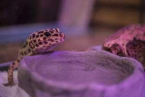 Gecko Eat