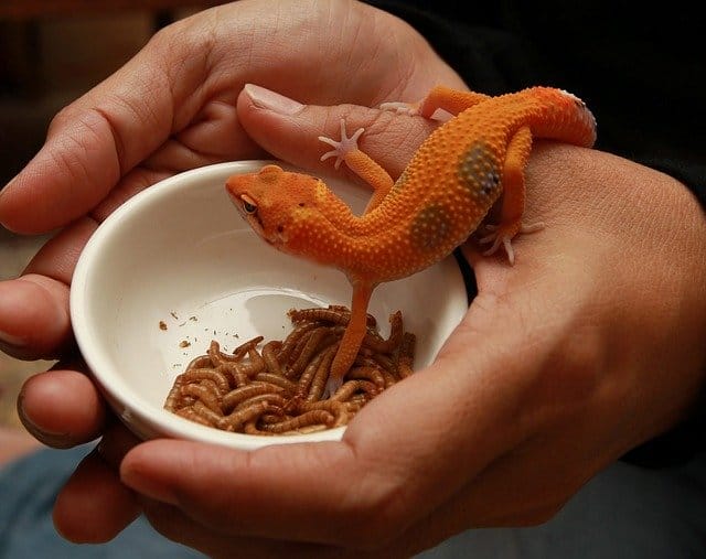 How Often Do Leopard Geckos Eat