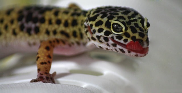 Leopard Gecko Eating Too Much