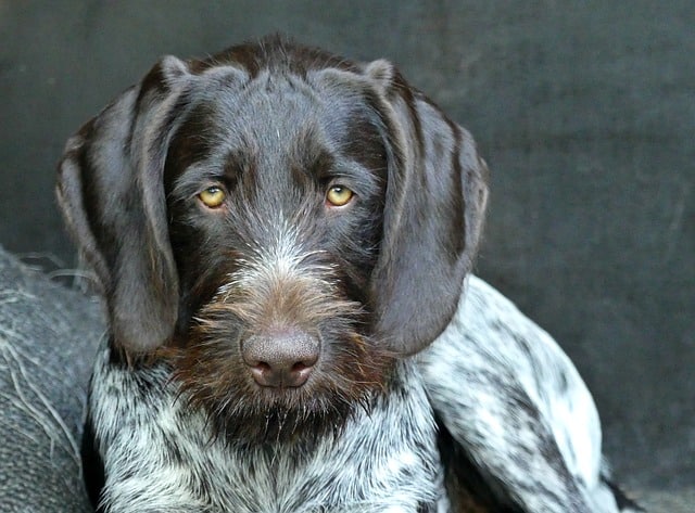 German Wirehaired Pointer- Smartest Non Shedding Dogs