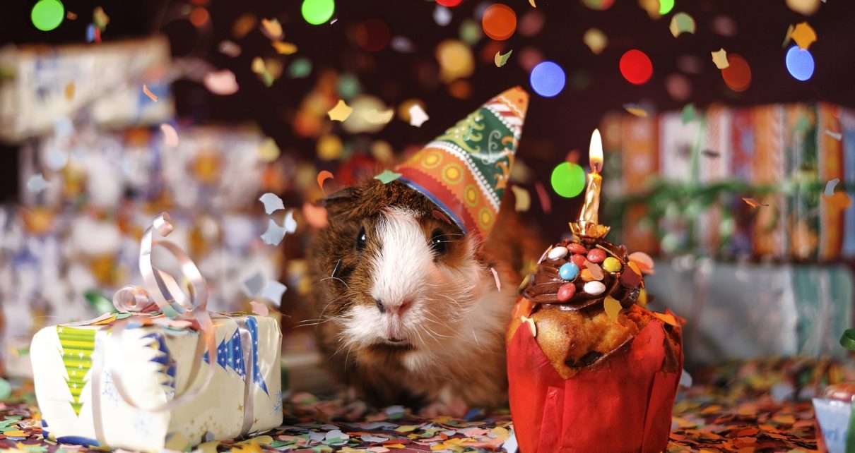 21 Gift Ideas For Guinea Pig Lovers The Pet Supply Guy