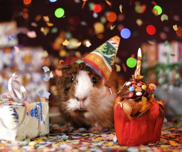 Gift Ideas for Guinea Pig Lovers