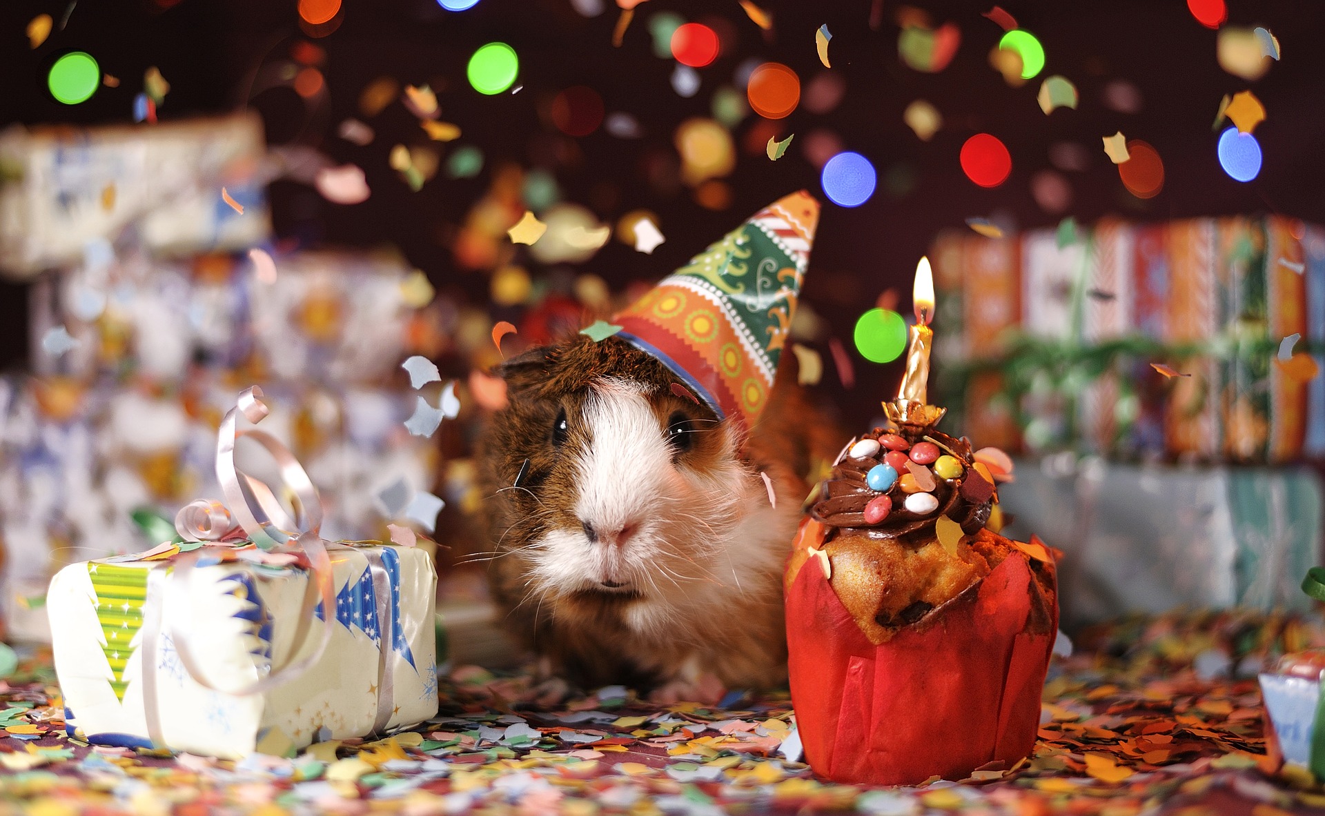 21 Gift Ideas for Guinea Pig Lovers The Pet Supply Guy