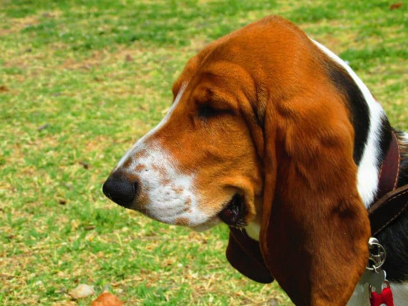 Gifts for Basset Hound Lovers