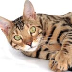 Gifts for Bengal Cat Lovers