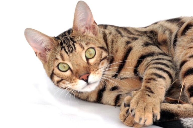 tashette bengal cat