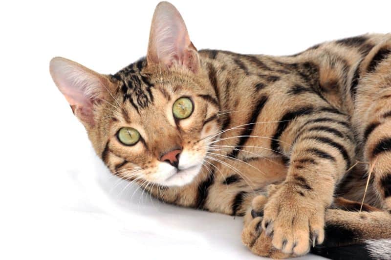 Gifts for Bengal Cat Lovers