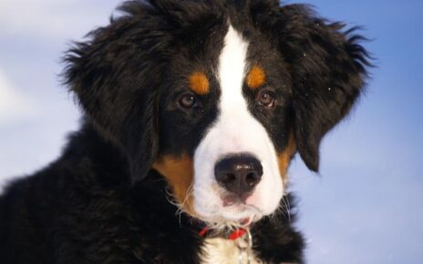 Gifts for Bernese Mountain Dog Lovers