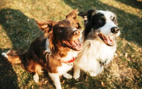 Gifts for Border Collie Lovers